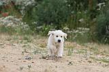 GOLDEN RETRIEVER 315